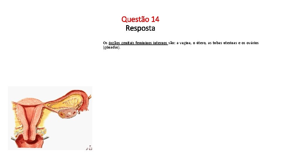 Questão 14 Resposta Os órgãos genitais femininos internos são: a vagina, o útero, as