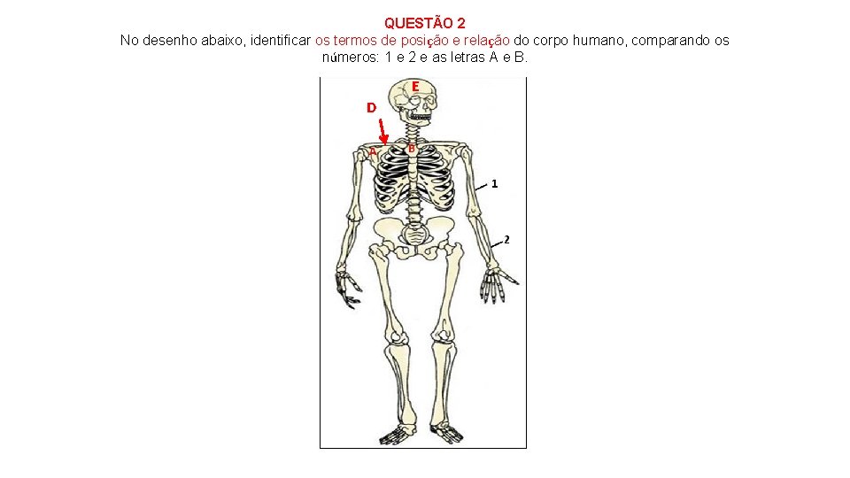 QUESTÃO 2 No desenho abaixo, identificar os termos de posição e relação do corpo