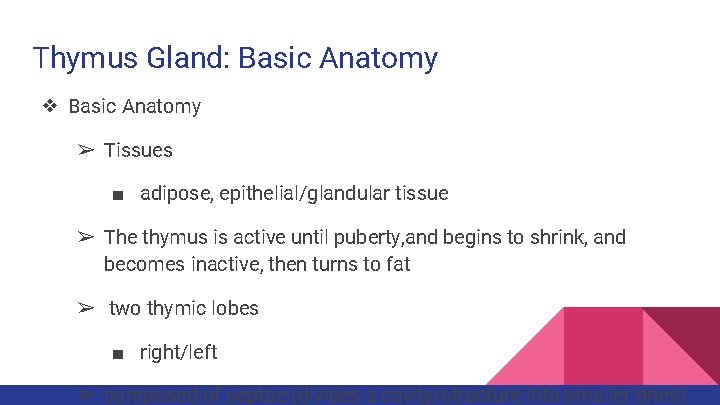 Thymus Gland: Basic Anatomy ❖ Basic Anatomy ➢ Tissues ■ adipose, epithelial/glandular tissue ➢