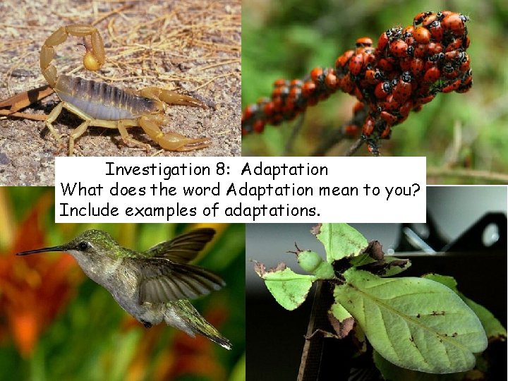 Investigation 8: Adaptation What does the word Adaptation mean to you? Include examples of