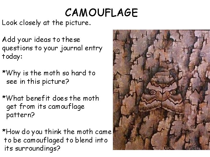 CAMOUFLAGE Look closely at the picture. Add your ideas to these questions to your