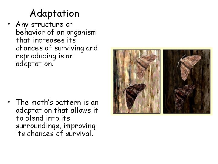 Adaptation • Any structure or behavior of an organism that increases its chances of
