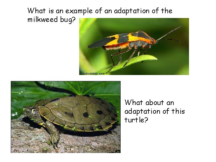 What is an example of an adaptation of the milkweed bug? What about an