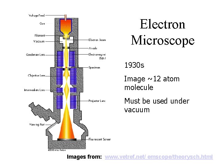 Electron Microscope 1930 s Image ~12 atom molecule Must be used under vacuum Images