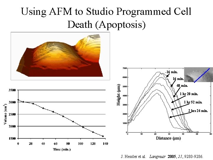 Using AFM to Studio Programmed Cell Death (Apoptosis) -16 min. Height (µm) 16 min.