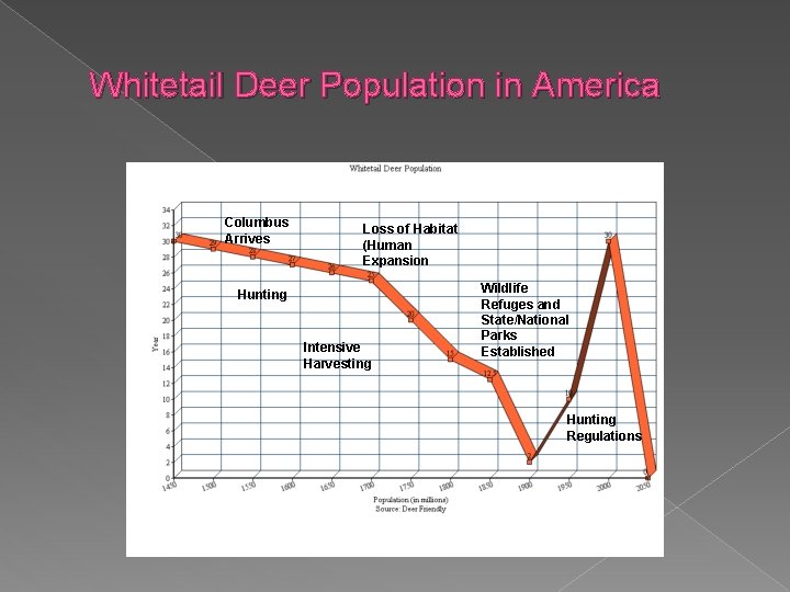 Whitetail Deer Population in America Columbus Arrives Loss of Habitat (Human Expansion Hunting Intensive