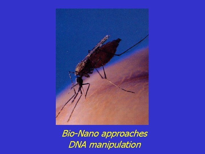 Bio-Nano approaches DNA manipulation 