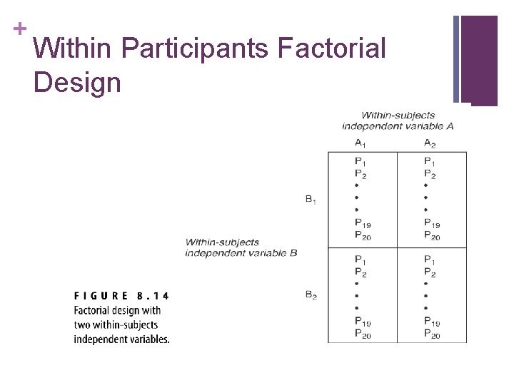 + Within Participants Factorial Design 