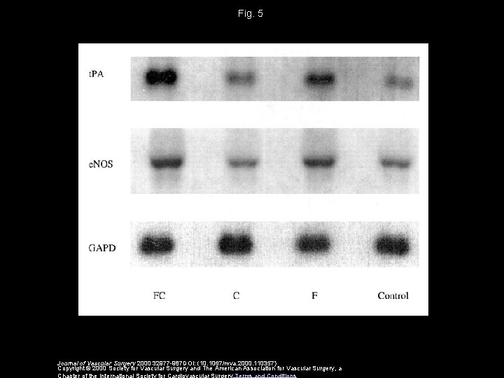 Fig. 5 Journal of Vascular Surgery 2000 32977 -987 DOI: (10. 1067/mva. 2000. 110357)