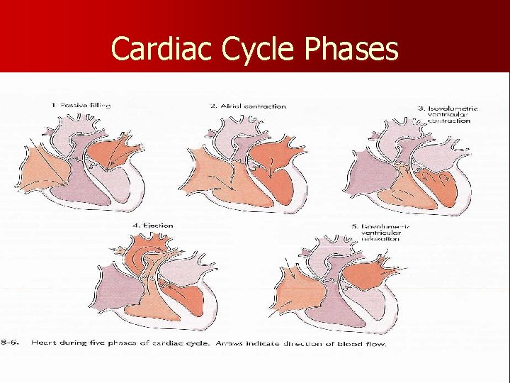 Cardiac Cycle Phases 