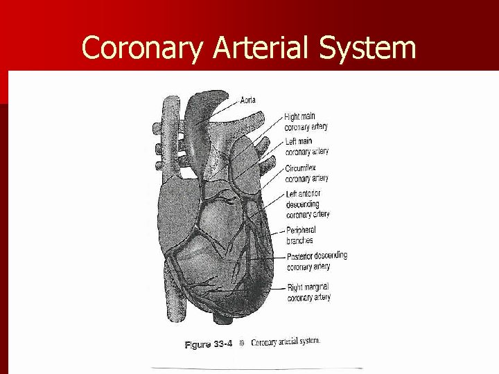 Coronary Arterial System 