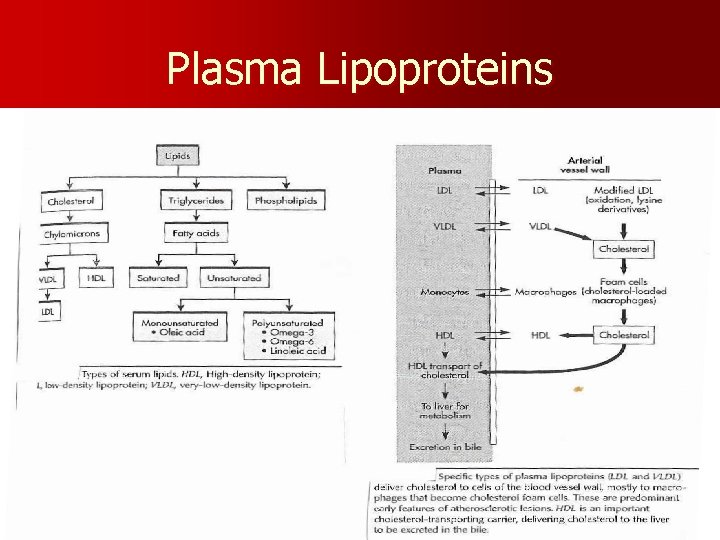 Plasma Lipoproteins 