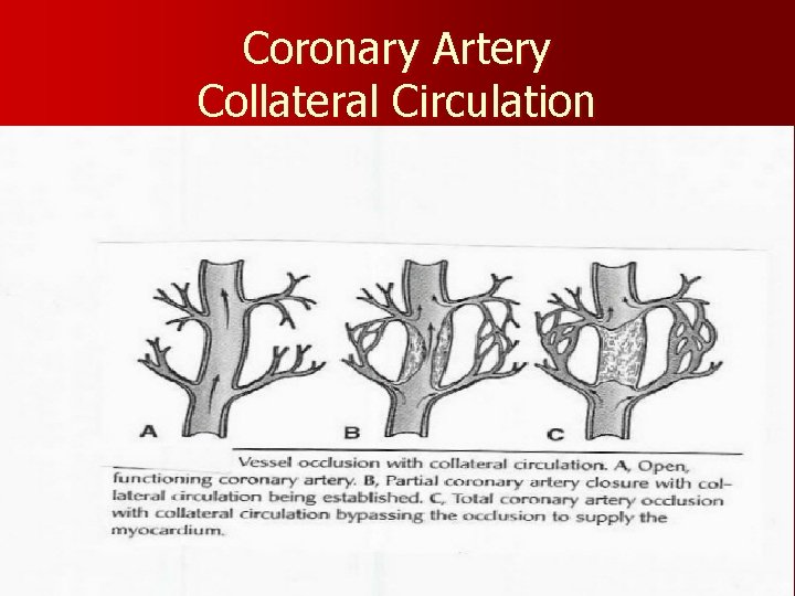 Coronary Artery Collateral Circulation 