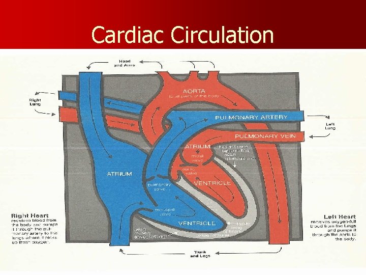 Cardiac Circulation 
