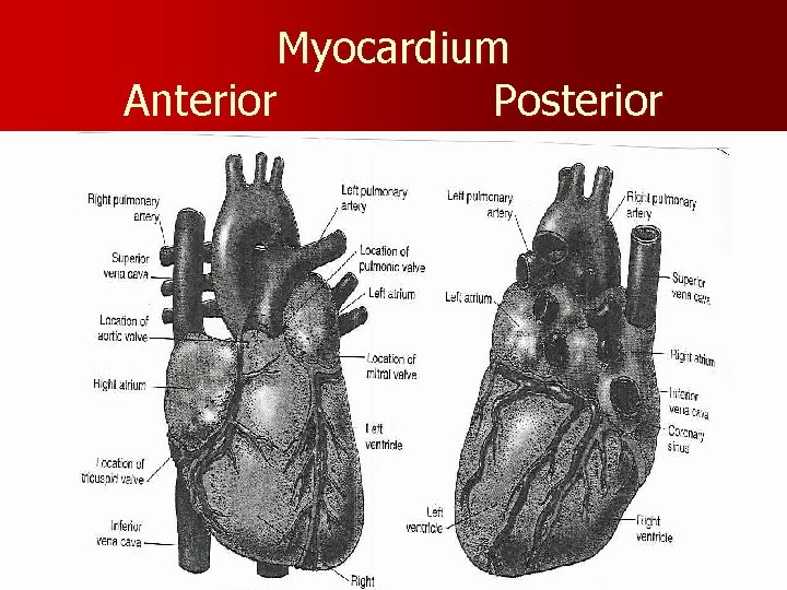 Myocardium Anterior Posterior 