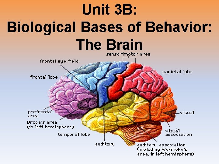 Unit 3 B: Biological Bases of Behavior: The Brain 