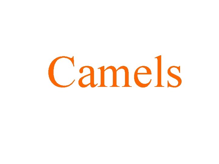 Camels 