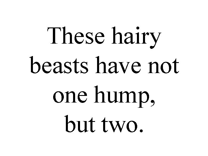 These hairy beasts have not one hump, but two. 