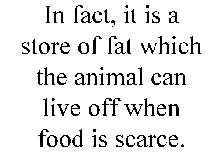 In fact, it is a store of fat which the animal can live off