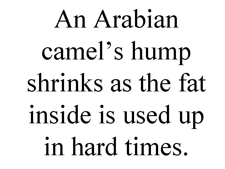 An Arabian camel’s hump shrinks as the fat inside is used up in hard