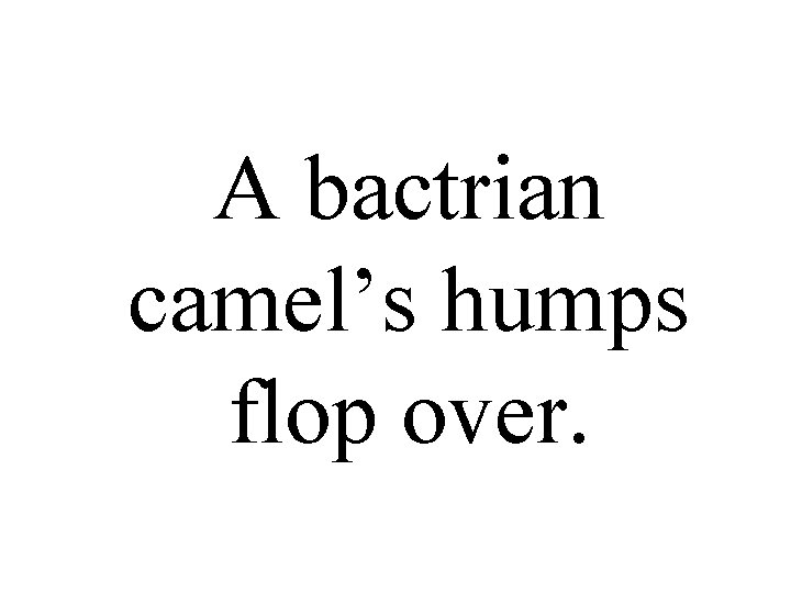 A bactrian camel’s humps flop over. 