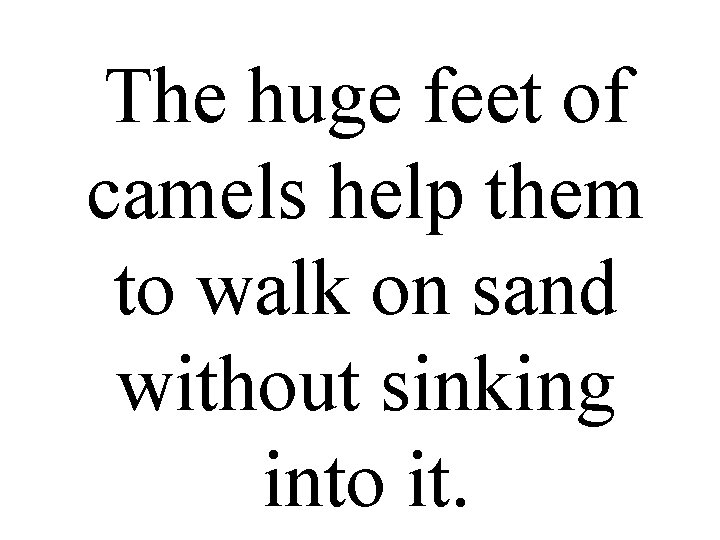 The huge feet of camels help them to walk on sand without sinking into