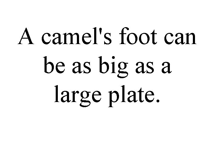 A camel's foot can be as big as a large plate. 