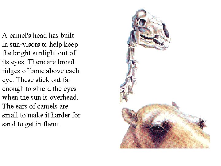 A camel's head has builtin sun-visors to help keep the bright sunlight out of