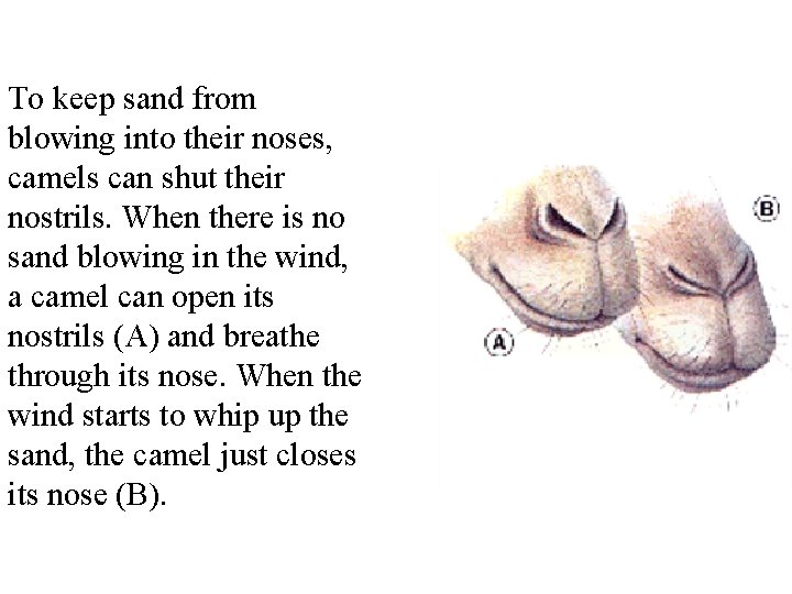 To keep sand from blowing into their noses, camels can shut their nostrils. When