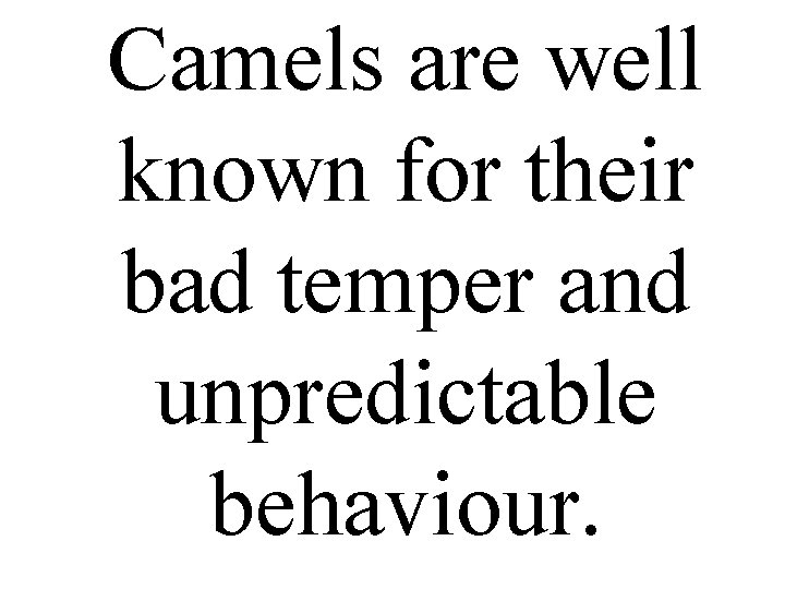 Camels are well known for their bad temper and unpredictable behaviour. 