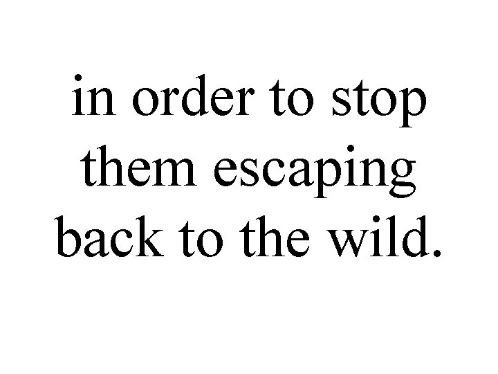 in order to stop them escaping back to the wild. 