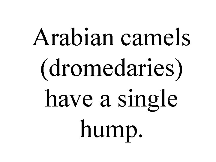 Arabian camels (dromedaries) have a single hump. 