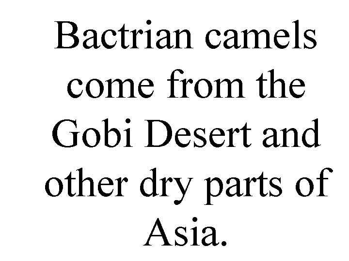 Bactrian camels come from the Gobi Desert and other dry parts of Asia. 