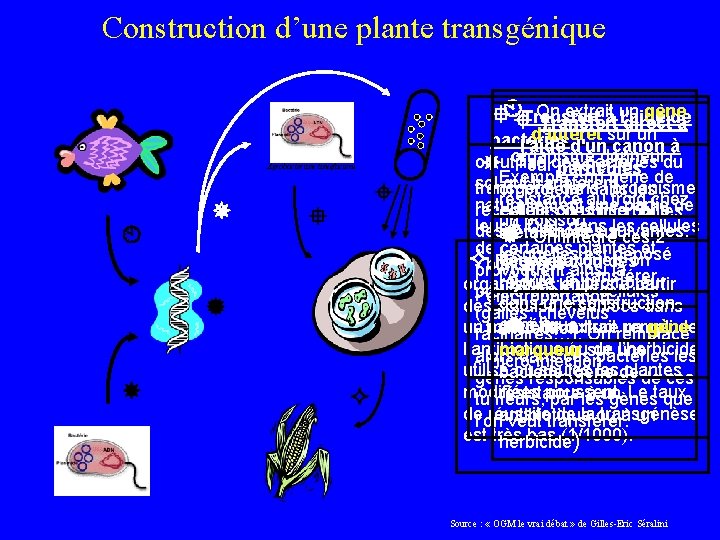 Construction d’une plante transgénique On extrait un gène Transfert à l'aide Transfert directde à