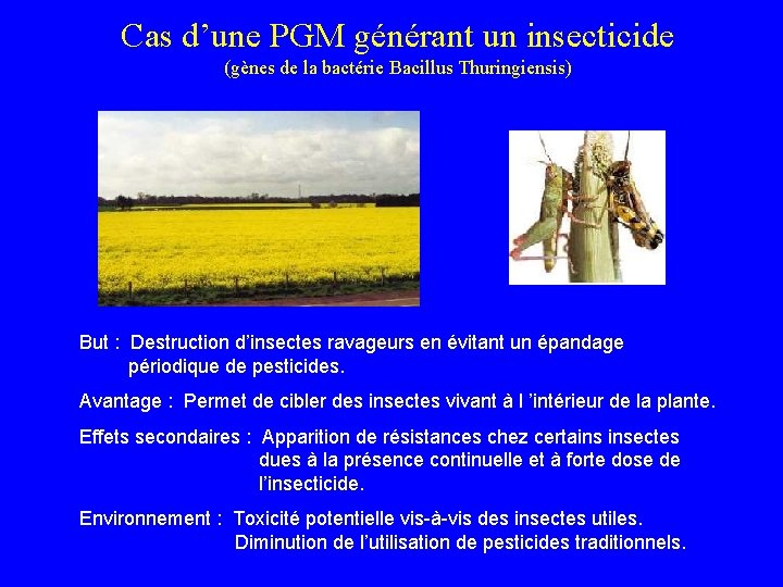 Cas d’une PGM générant un insecticide (gènes de la bactérie Bacillus Thuringiensis) But :