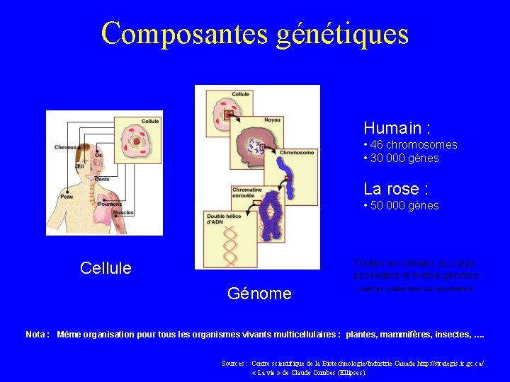 Composantes génétiques Humain : • 46 chromosomes • 30 000 gènes La rose :