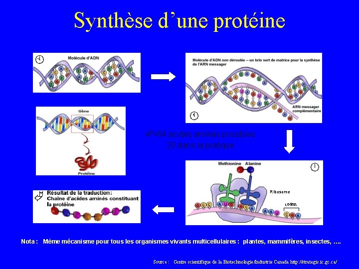 Synthèse d’une protéine 43=64 acides aminés possibles 20 dans la pratique Ribosome codon Nota