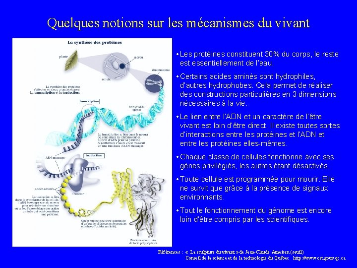 Quelques notions sur les mécanismes du vivant • Les protéines constituent 30% du corps,