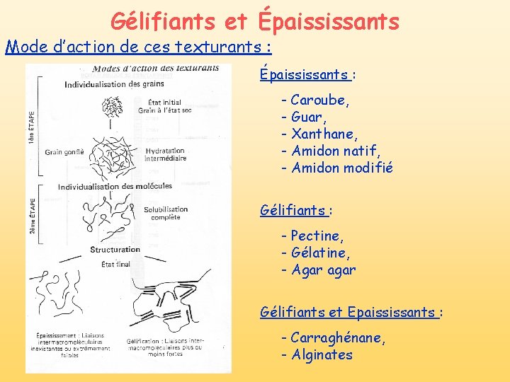Gélifiants et Épaississants Mode d’action de ces texturants : Épaississants : - Caroube, - Gélifiants et Épaississants Mode d’action de ces texturants : Épaississants : - Caroube, -