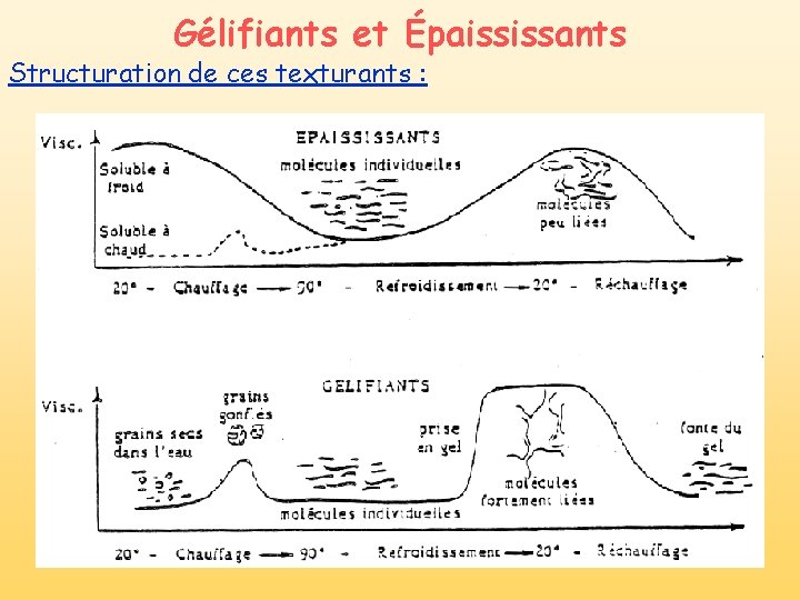 Gélifiants et Épaississants Structuration de ces texturants : Gélifiants et Épaississants Structuration de ces texturants :