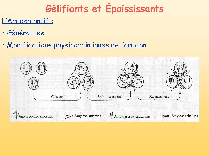 Gélifiants et Épaississants L’Amidon natif : • Généralités • Modifications physicochimiques de l’amidon Gélifiants et Épaississants L’Amidon natif : • Généralités • Modifications physicochimiques de l’amidon