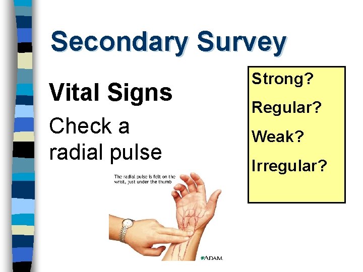Secondary Survey Vital Signs Check a radial pulse Strong? Regular? Weak? Irregular? 