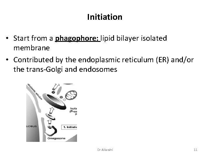 Initiation • Start from a phagophore: lipid bilayer isolated membrane • Contributed by the