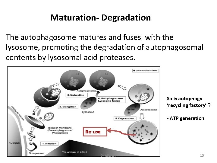 Maturation- Degradation The autophagosome matures and fuses with the lysosome, promoting the degradation of
