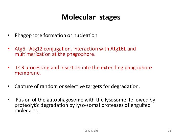 Molecular stages • Phagophore formation or nucleation • Atg 5 –Atg 12 conjugation, interaction