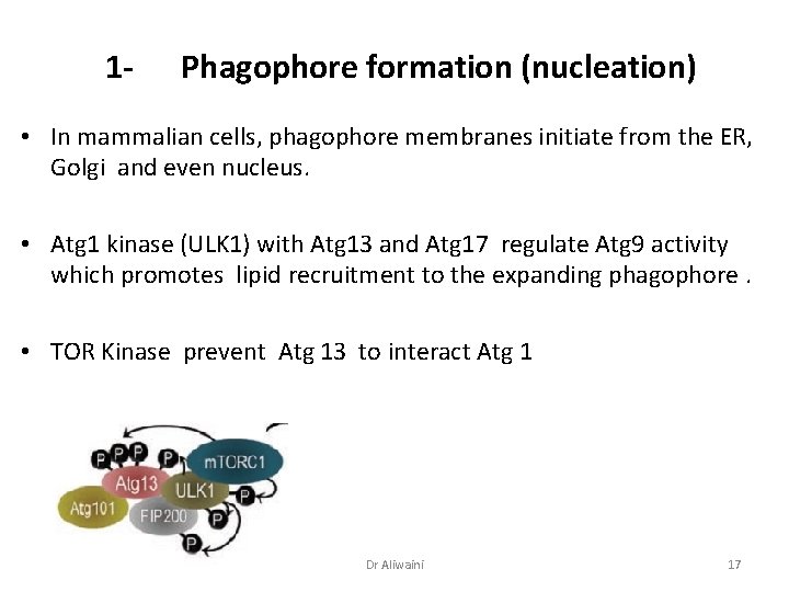 1 - Phagophore formation (nucleation) • In mammalian cells, phagophore membranes initiate from the