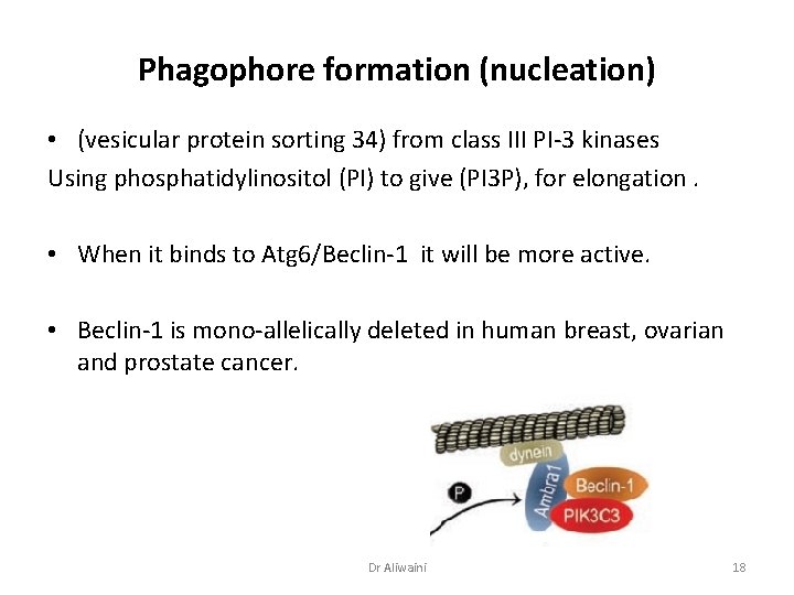 Phagophore formation (nucleation) • (vesicular protein sorting 34) from class III PI-3 kinases Using