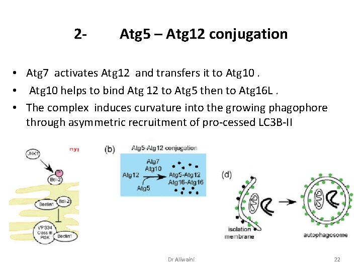 2 - Atg 5 – Atg 12 conjugation • Atg 7 activates Atg 12