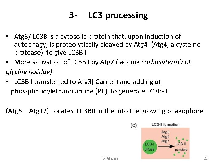 3 - LC 3 processing • Atg 8/ LC 3 B is a cytosolic