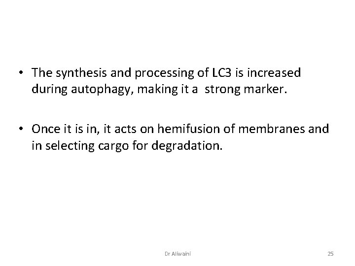  • The synthesis and processing of LC 3 is increased during autophagy, making
